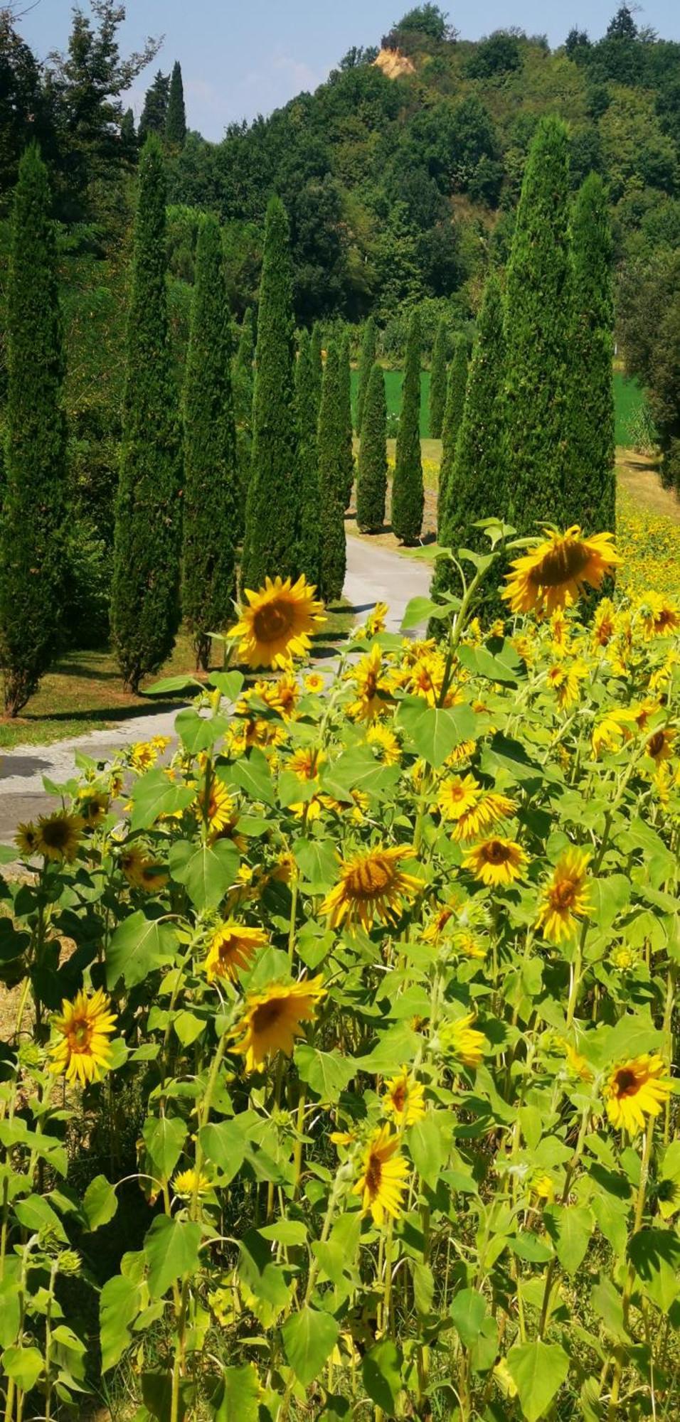 Agriturismo Cascina Cipressa San Romano  Exterior photo